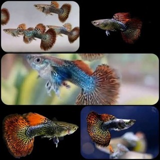 IKAN HIAS GUPPY DRAGON