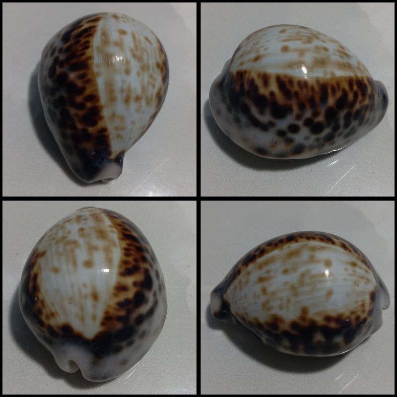 Cypraea Tigris pradalis Shells ที่ไม่ซ้ําใคร