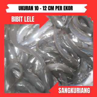 bibit lele uk 10-11cm per ekor( khusus jasa kirim instan )