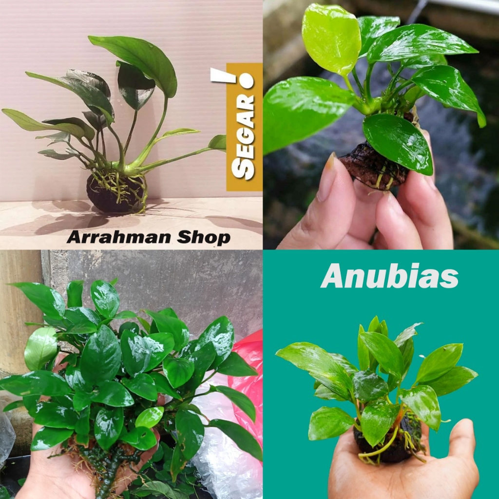 พืชน้ํา Anubias - Anubias Aquarium aquascape aquascape aquascape ตกแต่ง