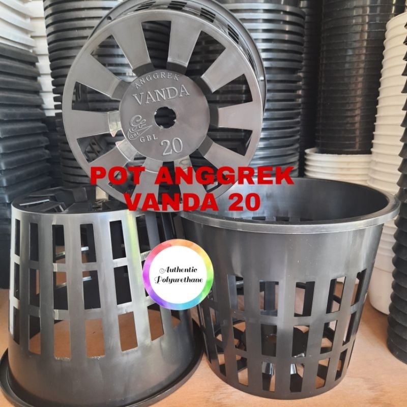 แวนด้า ORD POT UK 20