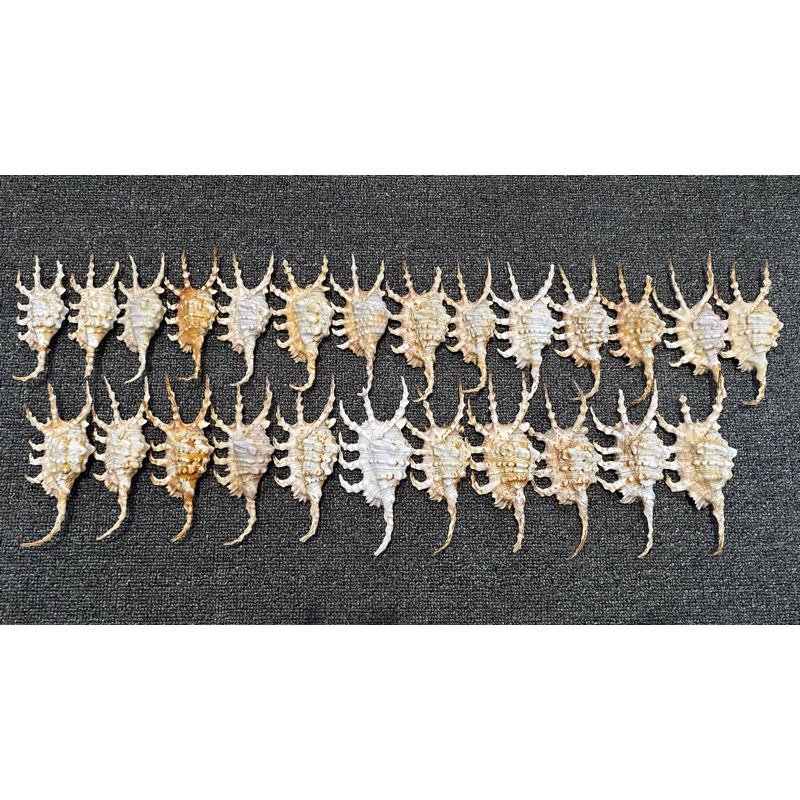 SCORPION CONCH SEASHELL