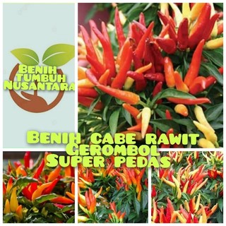 100 butir biji benih cabe rawit gerombol super pedas