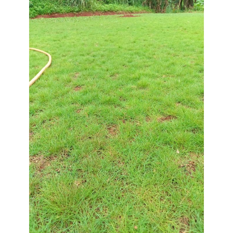 SWIES GRASS / หญ้าญี่ปุ่น FULL 1MTR - FULL LIVE GRASS 1MTR