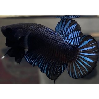 PAKET 25 EKOR BAG4N ADUAN SILANGAN MDS JANTAN