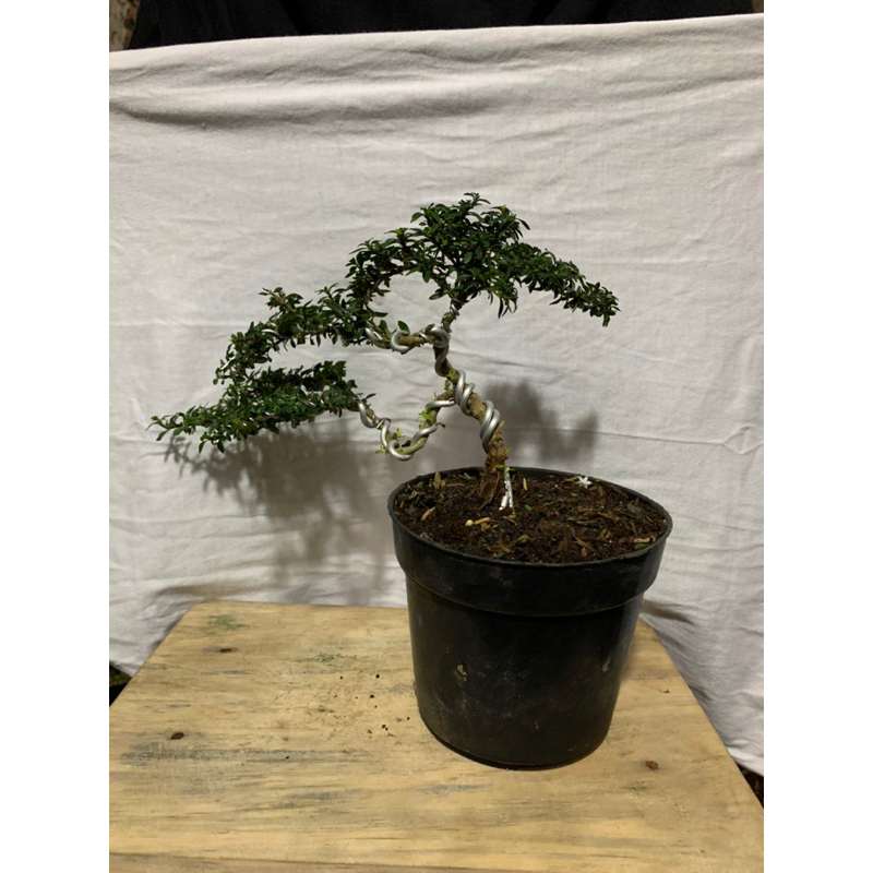 Hingkip serisa กระถางตกแต่งบอนไซ