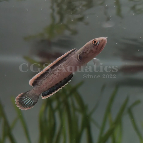 Limbata ถูกที่สุด พร้อมโปรโมชั่น เม.ย. 2025 BigGoเช็คราคาง่ายๆ