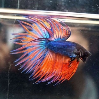 cupang crowtail serit jantan