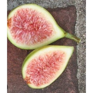 bibit cangkok buah tin dalrus/ Lda/ dll mudah berbuah