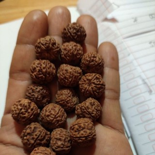 Rudraksha mukhi 6 ขนาด 13_15 มม. 110 ชิ้น