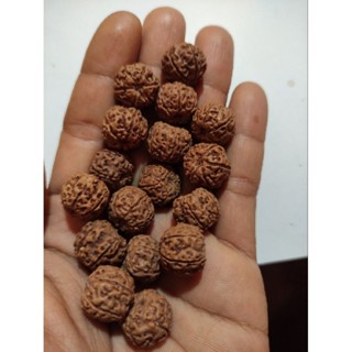 Rudraksha mukhi 6 ขนาด 14_15 มม. 110 ชิ้น