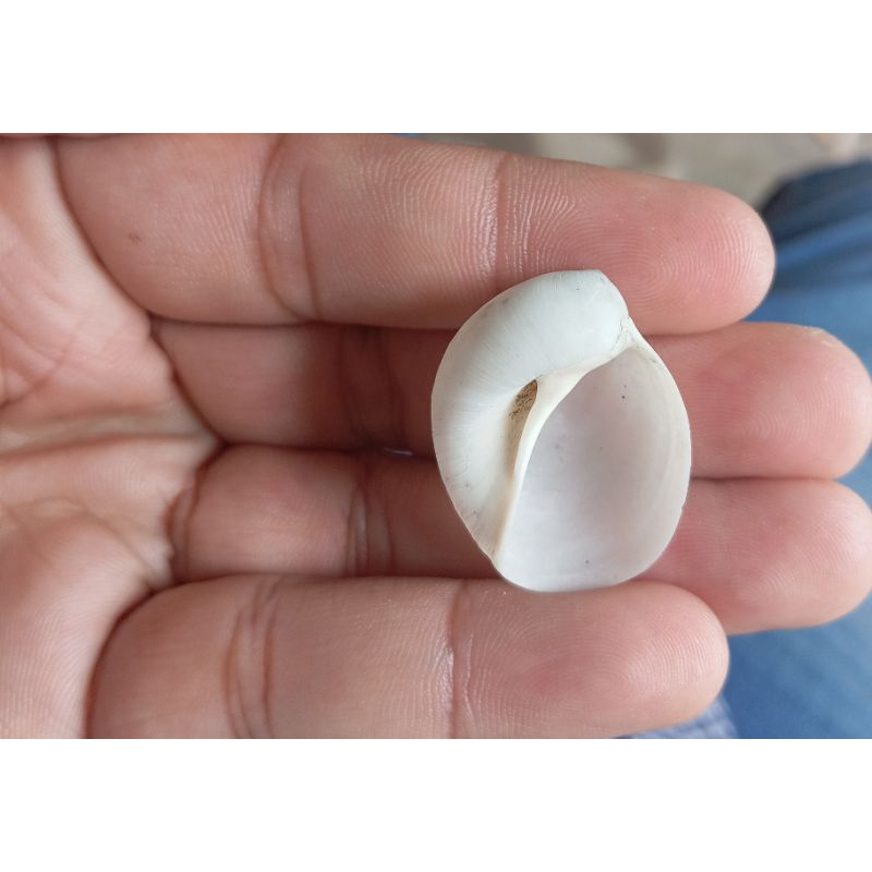 เปลือกซินัม cymba***