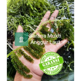 Anggur Laut/Sea Grapes/Latoh/Lawi-lawi/Umibudo Segar (Produk Lama Tidak Sengaja Terhapus)