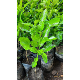 PROMO Bibit Jeruk Purut BERGARANSI Jeruk Purut Daun Jeruk Bumbu Masak