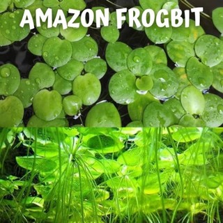 Amazon frogbit tanaman apung-tanaman aquascape akuarium-tanaman air