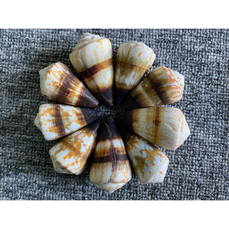 คอนนัสรสเผ็ด********