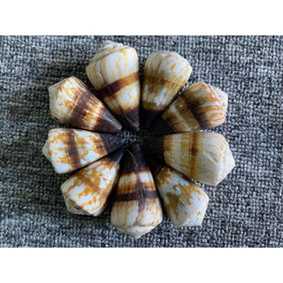 คอนนัสรสเผ็ด********