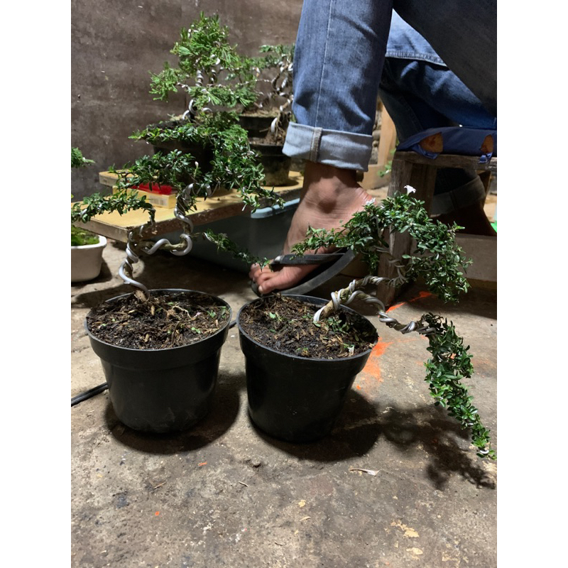 Serisa กระถางบอนไซ พร้อมตั้งโชว์ ตกแต่งห้อง - rudi