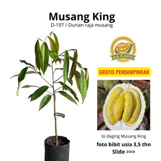 Bibit Durian Musang King D-197 Premium Daging Tebal Manis OkuLasi Tersertifikasi Daya Hidup Tinggi Bergaransi AA Kadu Kebun Duritan Tasikmalaya Indonesia (Harga Sudah Termasuk Packing Kayu)