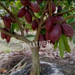 (beli 5 gratis 1)bibit pohon kakao / bibit buah coklat (super) cepat buah