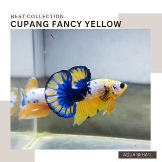 CUPANG FANCY YELLOW  - FCCP IKAN CUPANG KUNING YELLOW - KHUSUS INSTANT GOJEK GRAB