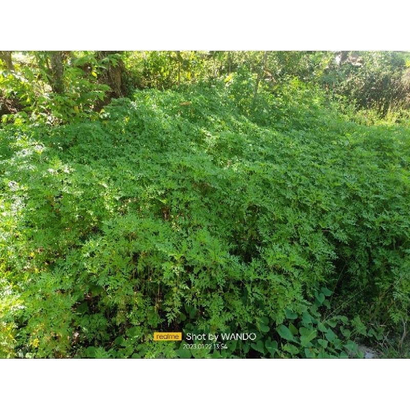 32px200*************