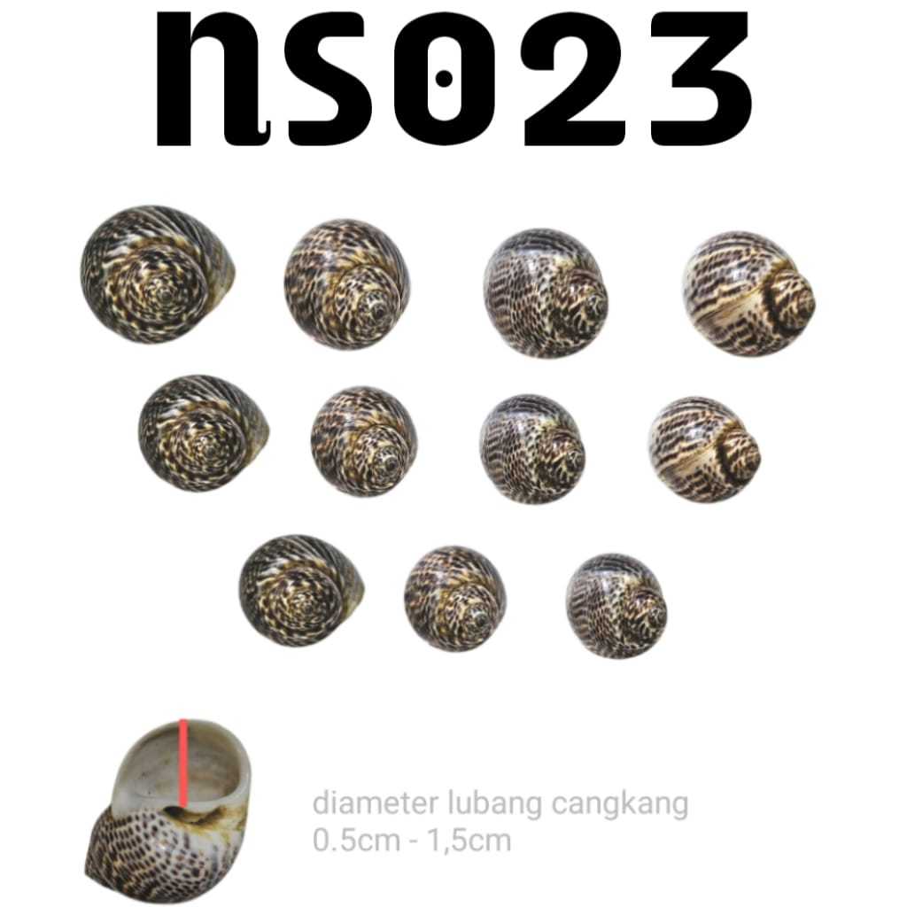 NS023 SHELL HERMIT CRAB CRUMBS HOUSE KEONG UMANG GERMG POMPIAN HERMIT CRAB BEACH