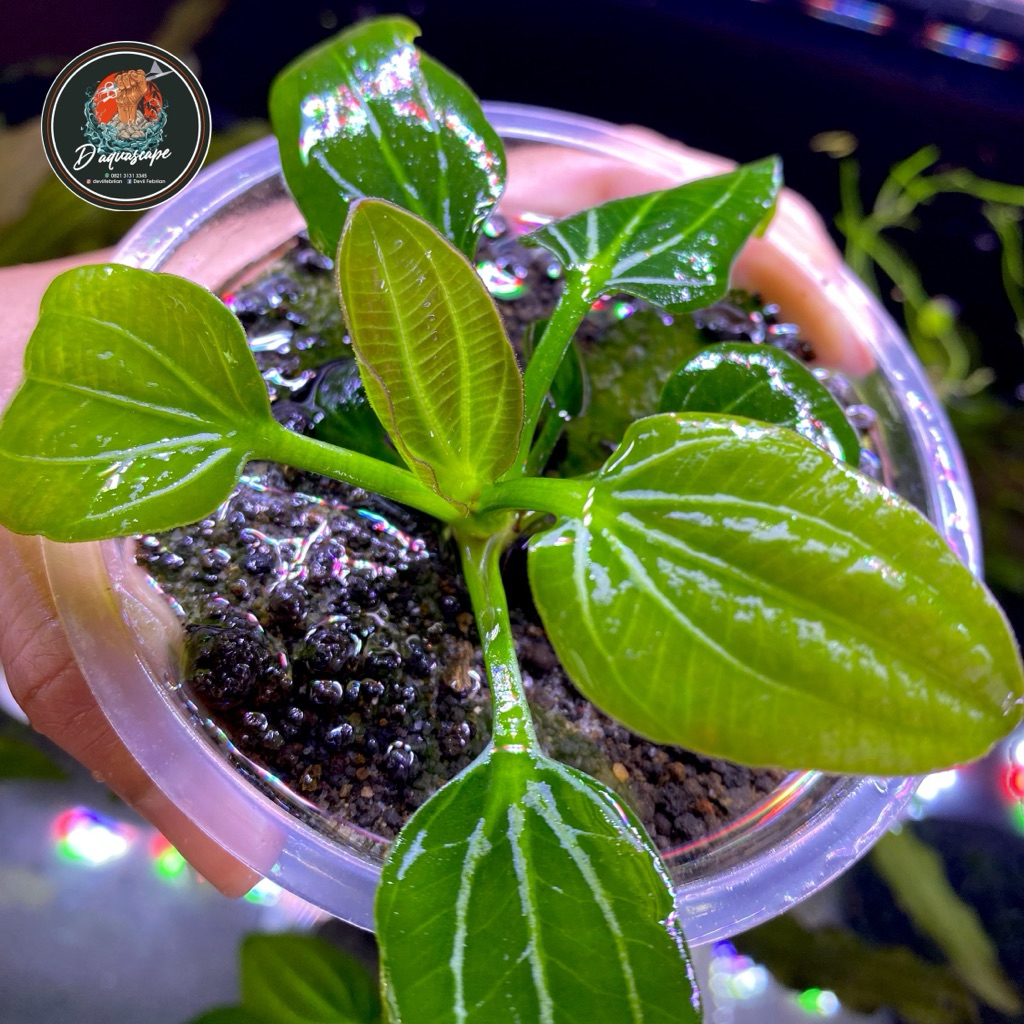 Echinodorus Iguazu 2009 พืช Aquascape