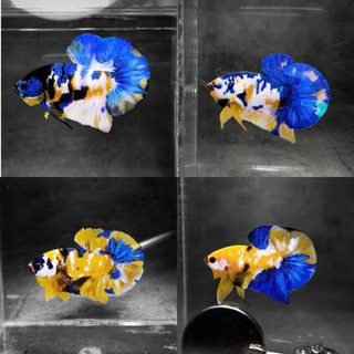YELLOW KUNTHAI Super Top Grade Murah