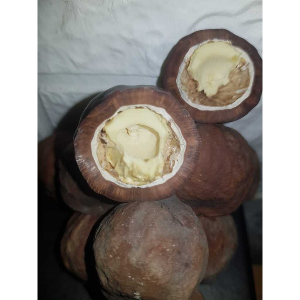 MUNCANG ADU MAYIT OZIL (CHILD)