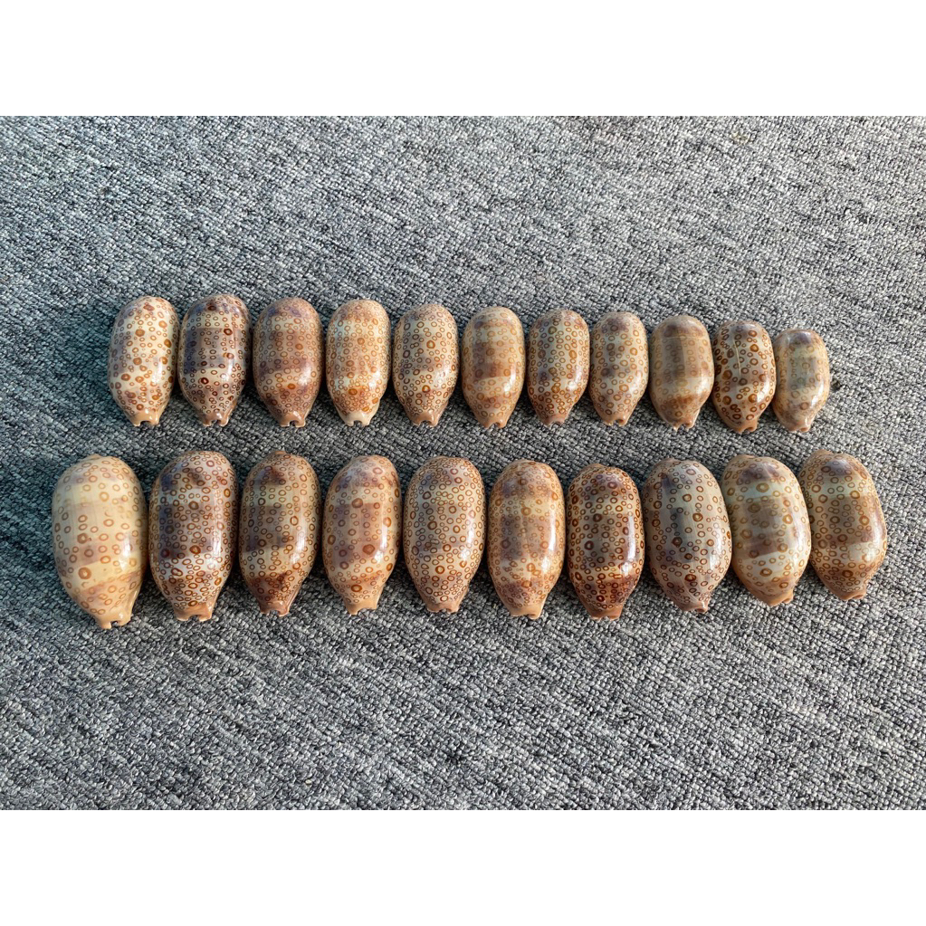 CYPRAEA ARGUS SHELL*