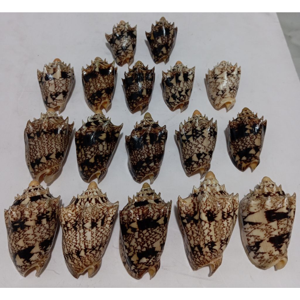 เปลือก Cymbiola Chrysostoma