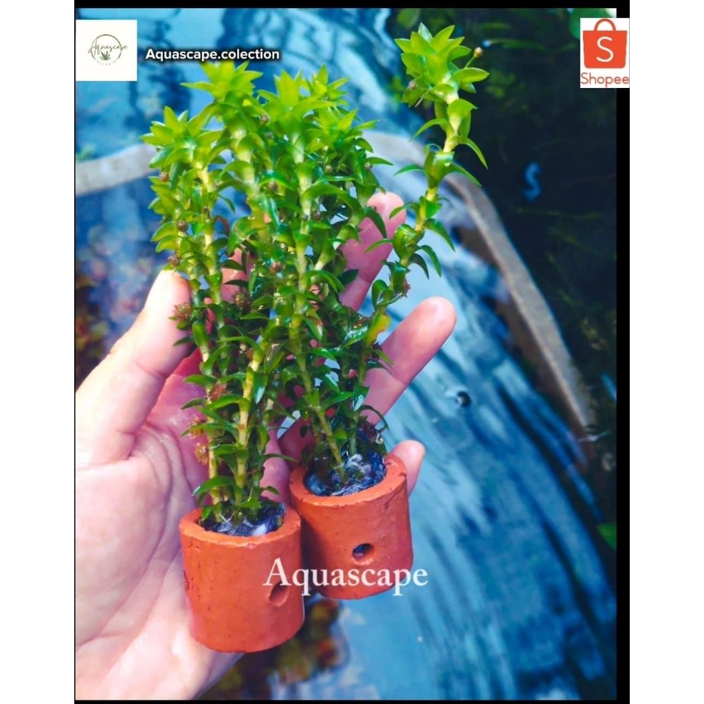 พืช Aquascape Tonina Fluviatilis (กระถางกลาง) |ไม้ประดับตู้ปลา