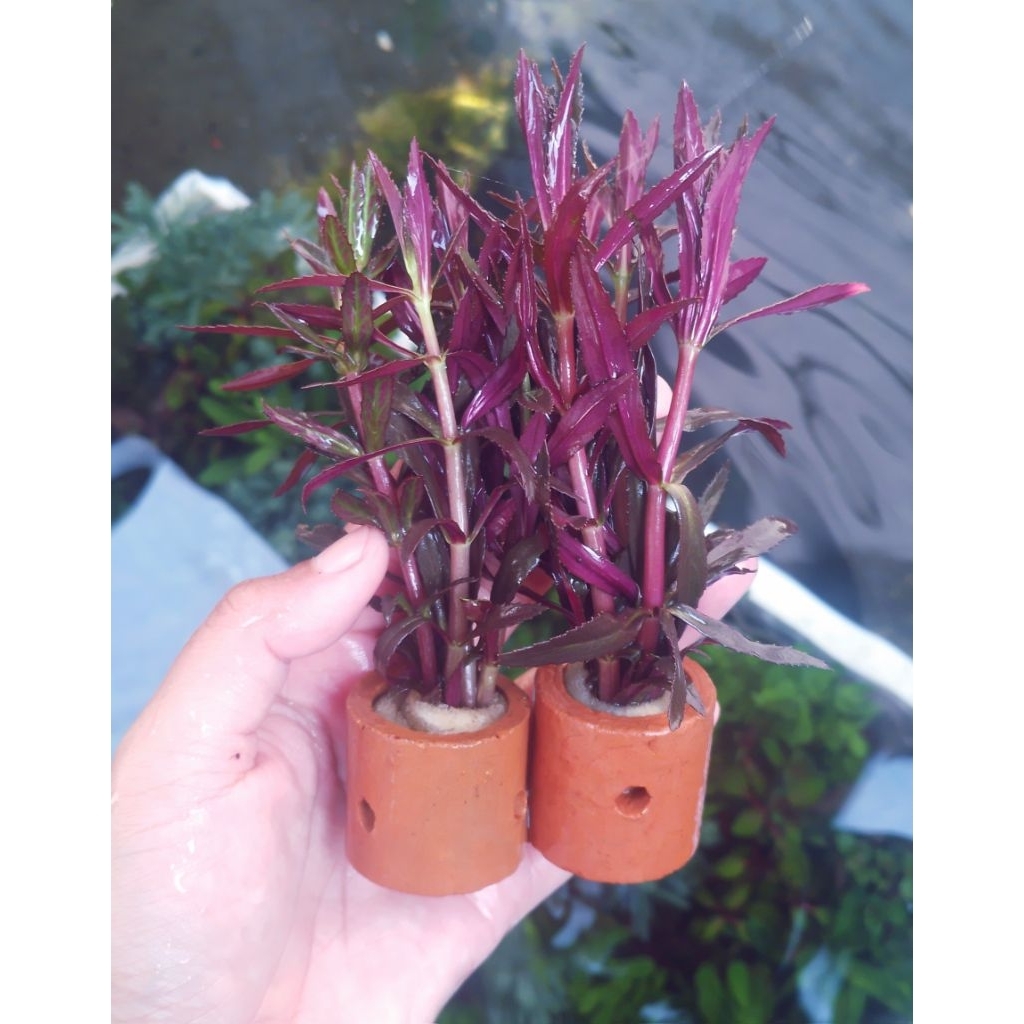 Aquascape Plants LISNOPHILA AROMATICA กระถางสื่อ | พืชตู้ปลา | พืชน้ํา | พืช Aquascape