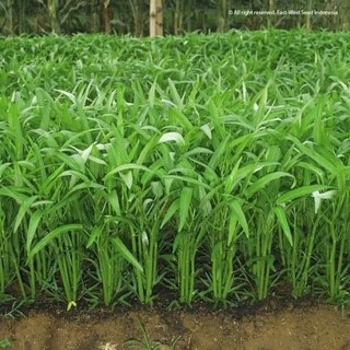 KANGKUNG BANGKOK SUPER 100 BIJI BENIH BIBIT KANGKUNG SUPER HIDROPONIK BERKUALITAS KANGKUNG SAYUR