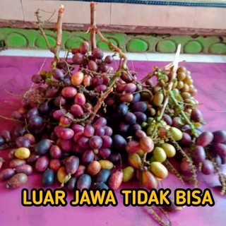 Buah Matoa 1 Kg Fresh Manis Daging Tebal