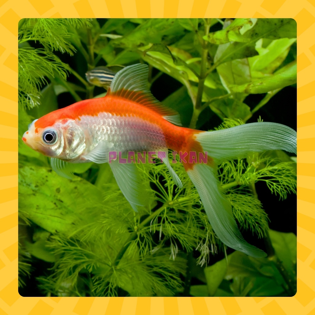 SLAYER COMET FISH / ปลา KUMPAY COMET ยาว