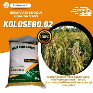 benih padi unggul dan berkualitas benih padi KOLOSEBO 02 5kg