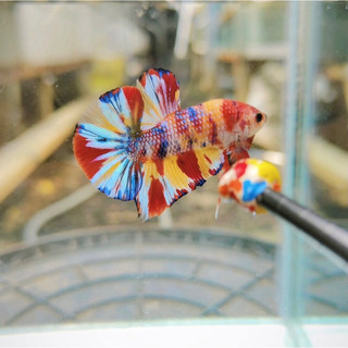 Bahanan Ikan Cupang Multy Metalik Bagus