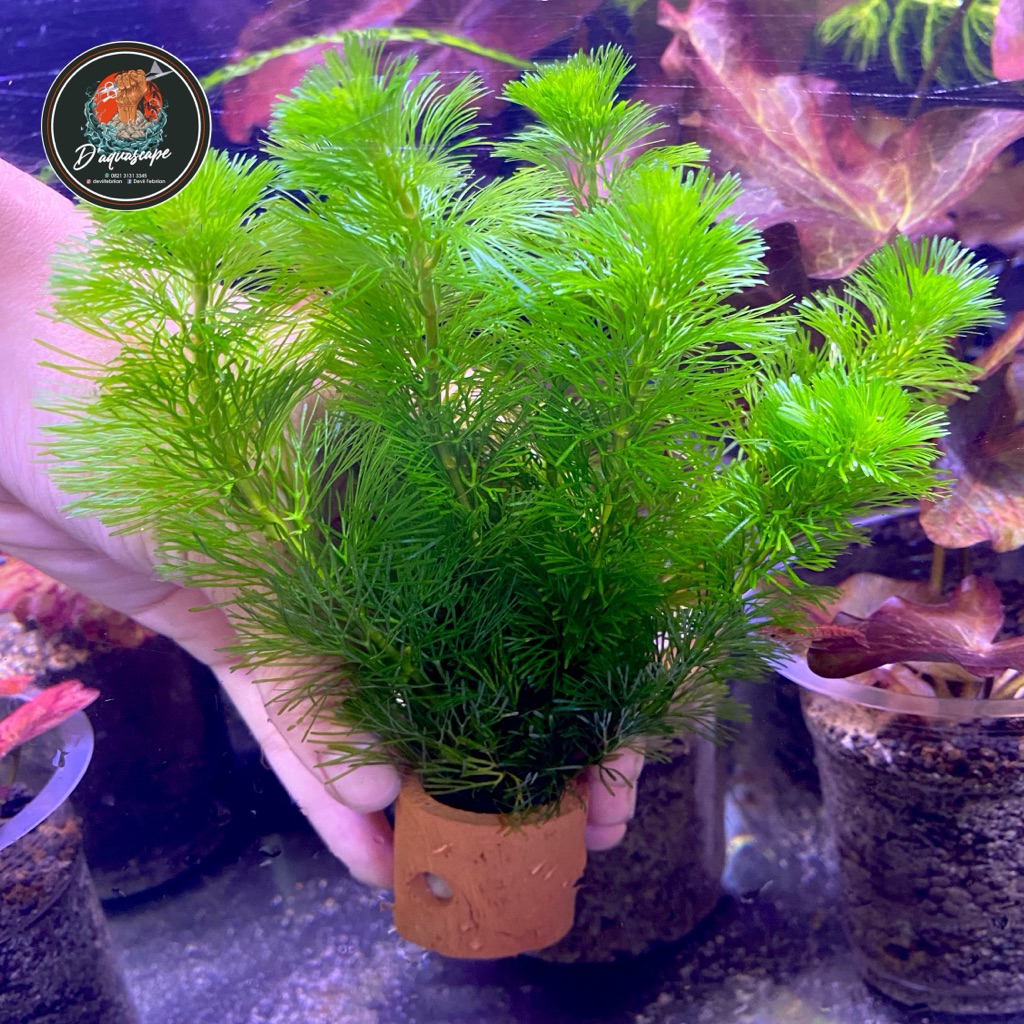 พืชน้ํา Kabam aquascape