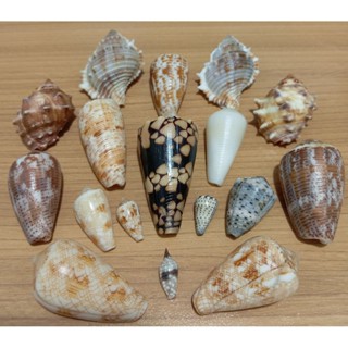 คอลเลคชั่นเปลือกหอย*