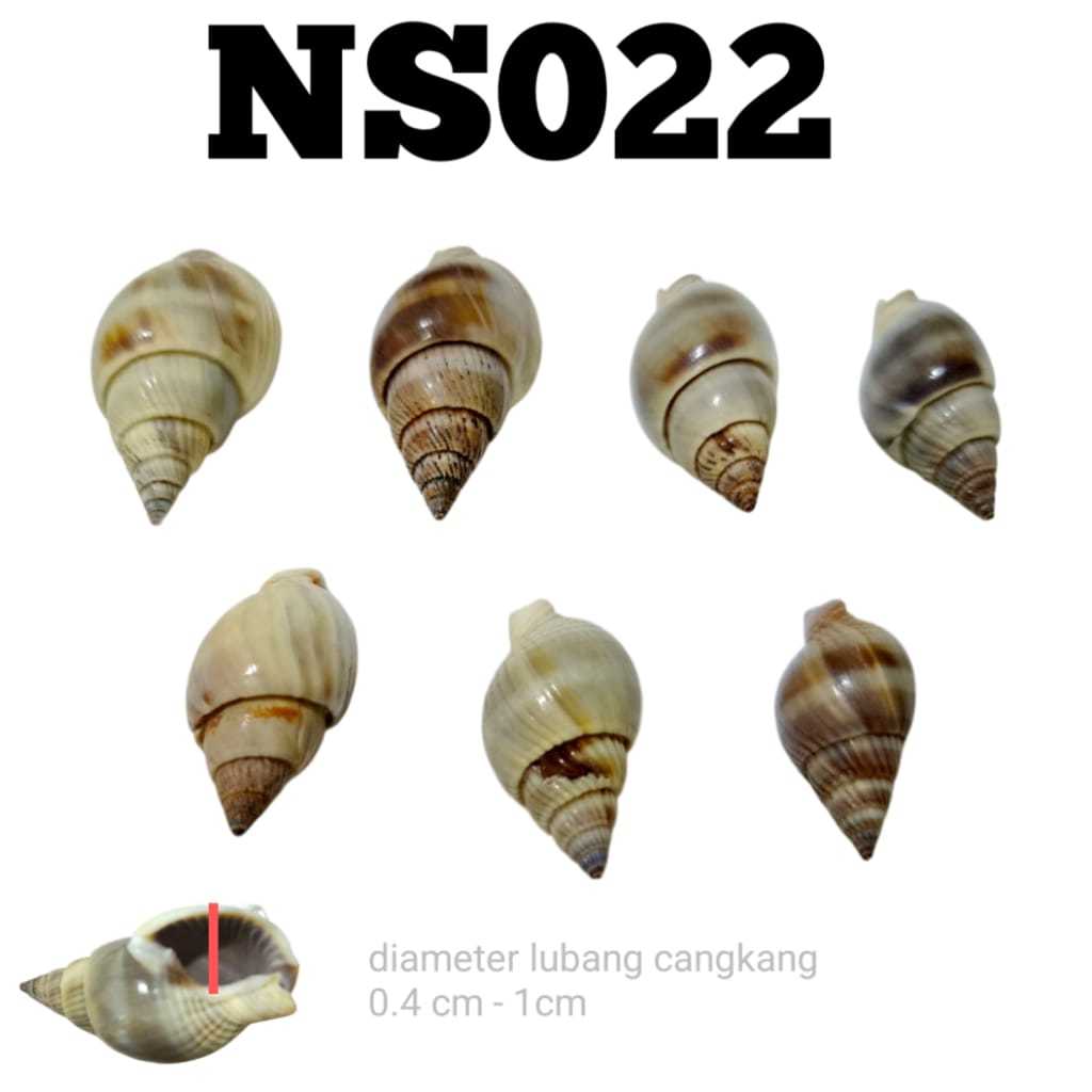 NS022 บ้าน HERMIT CRAB BEACH EMPTY SHELL SNAIL GERMS UMANG POMPIAN HERMIT CRAB SHELL