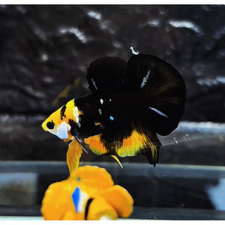 yellow koi Cooper bahan