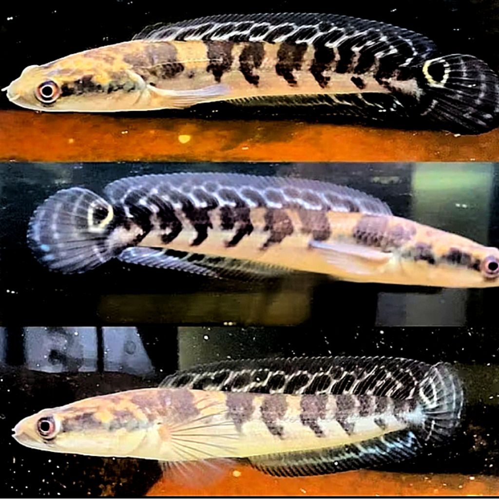 รับประกัน 100% Maru Ys Bar Simet Single Tank Genbatik