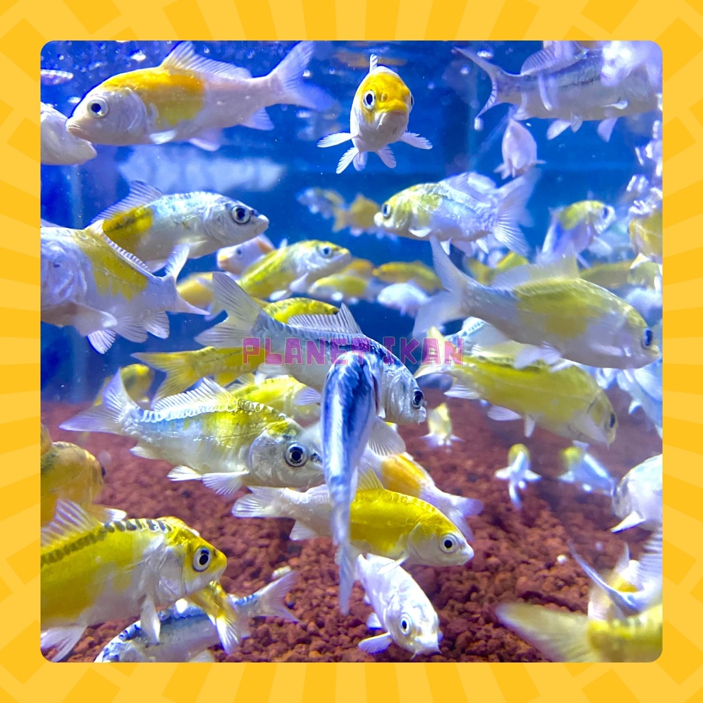 NON-SLAYER METALLIC KOI FISH