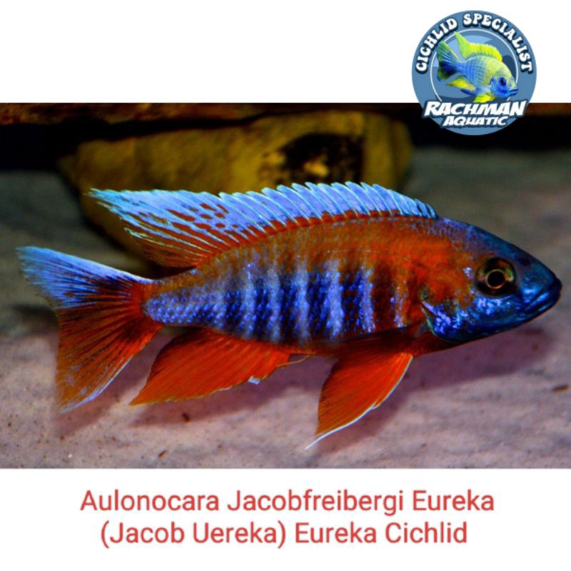 Aulonocara Jacobfreibergi Eureka (จาคอบ อูเรก้า) Eureka Cichlid