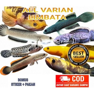 GPS Limbata All varian
