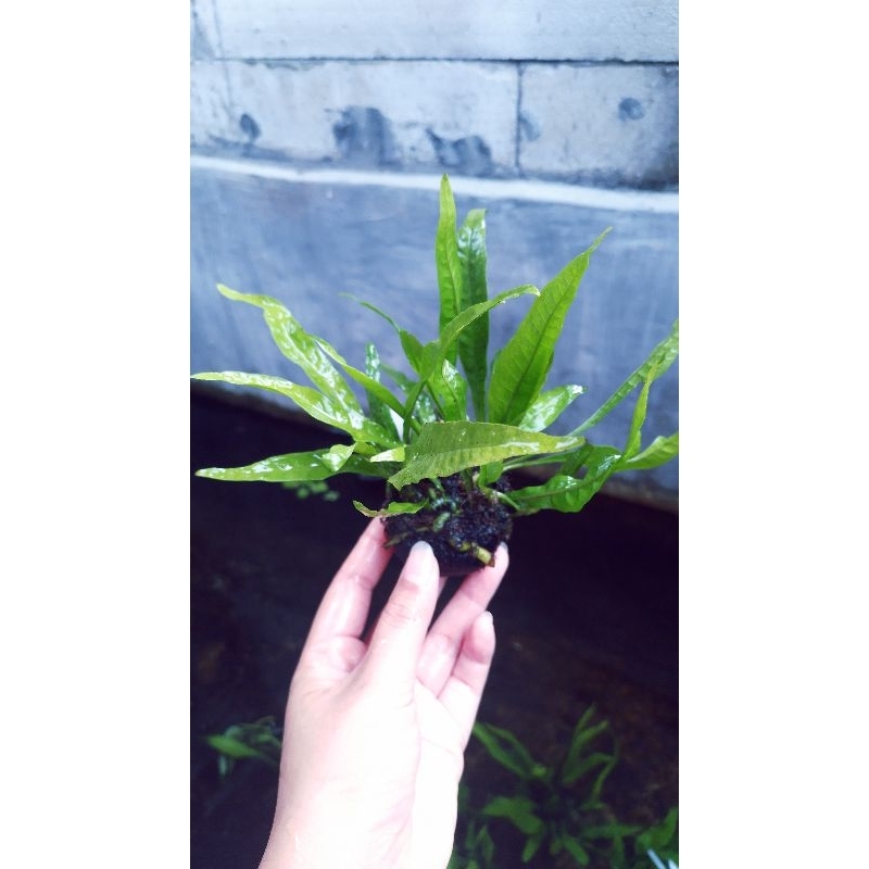 พืช JAVA FERN AQUASCAPE |KATAKA MEDIA WABI KUSA| ไม้ประดับตู้ปลา