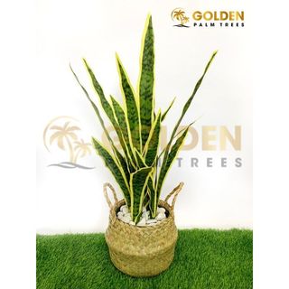 Pohon Artificial Lidah Mertua (Sansivera)