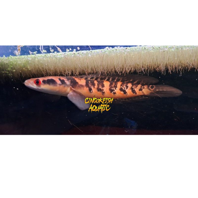 สติ๊กเกอร์ MARU YS ดั้งเดิม 10-12 CC YELLOW SENTARUM PREMIUM